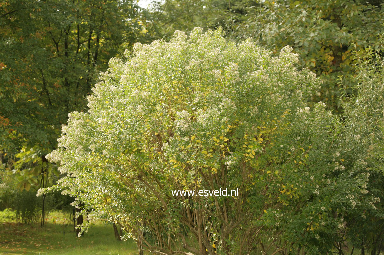 Baccharis halimifolia