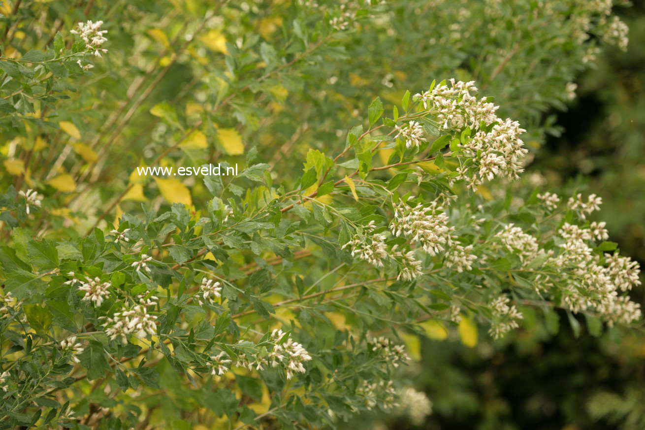 Baccharis halimifolia