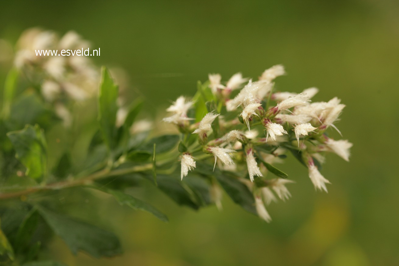 Baccharis halimifolia