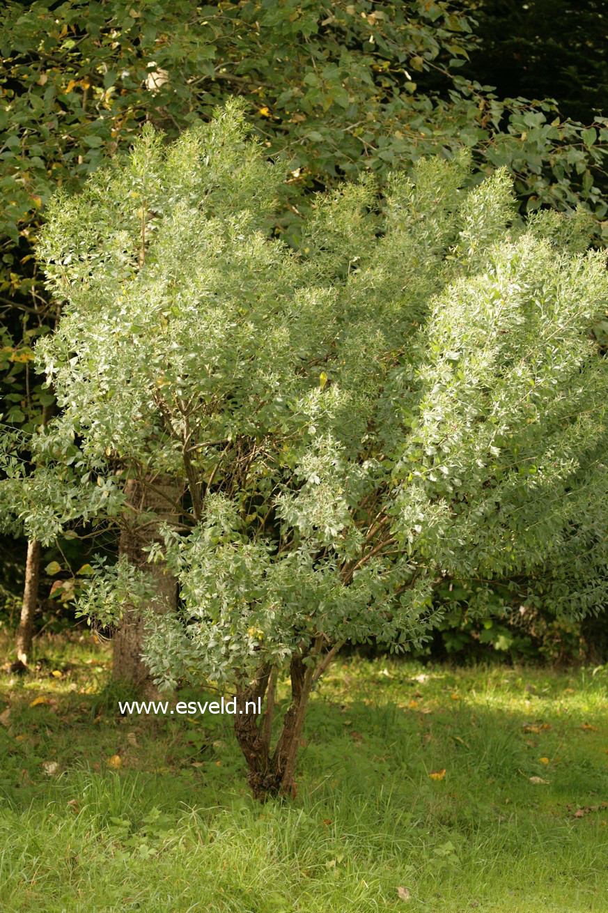 Baccharis halimifolia