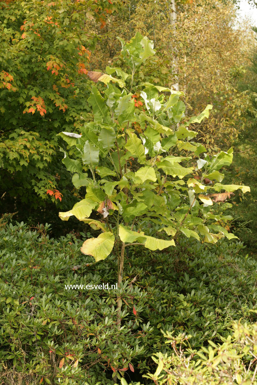 Magnolia macrophylla