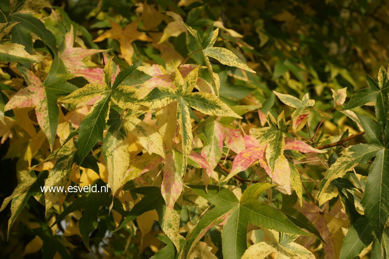 Liquidambar styraciflua 'Aurea'