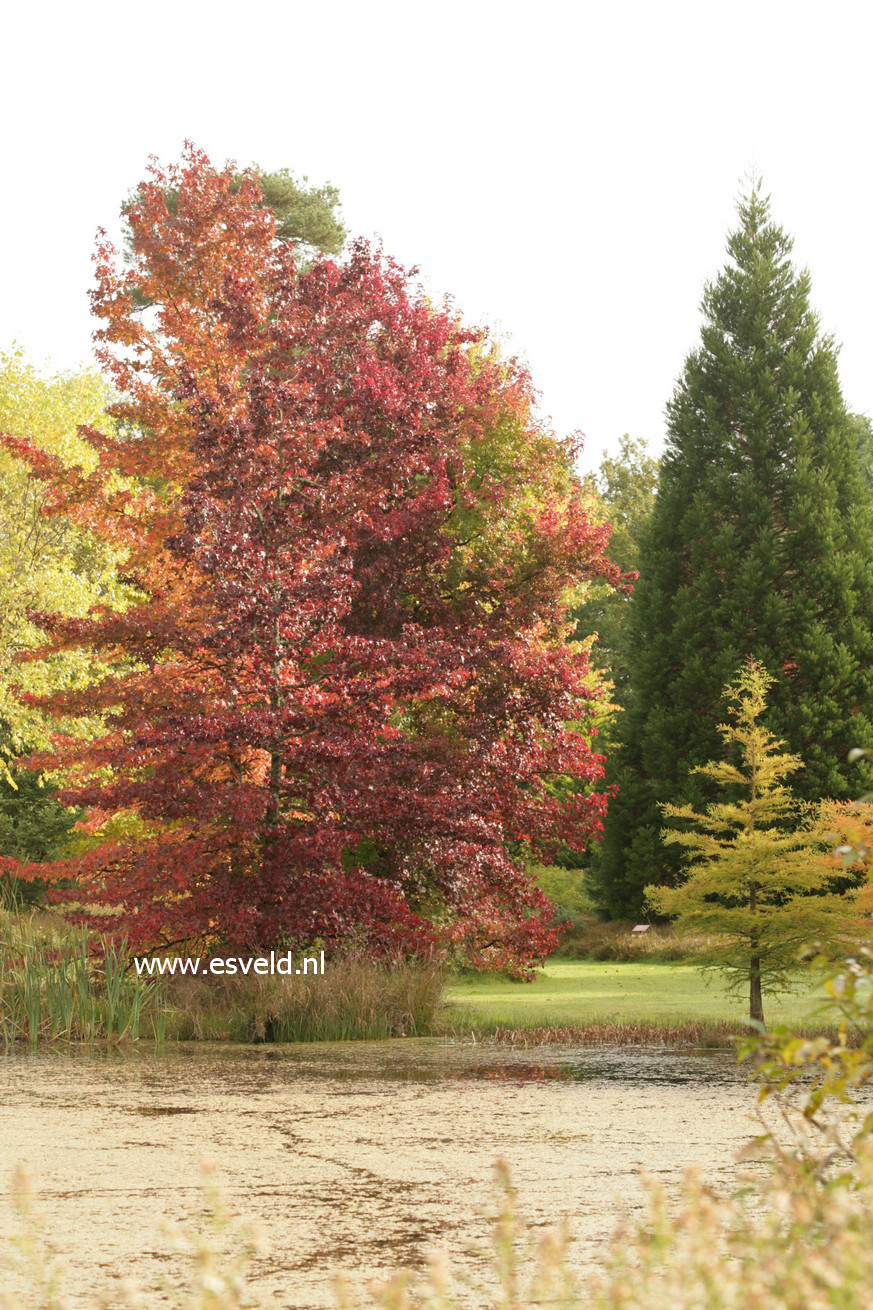 Liquidambar styraciflua