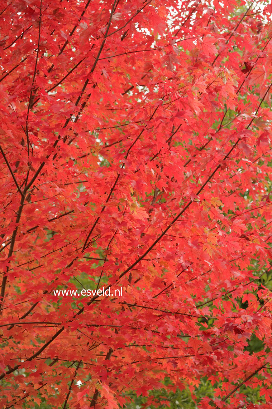 Acer freemanii 'Jeffersred' (AUTUMN BLAZE)