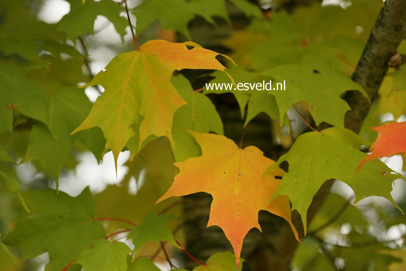 Acer saccharum