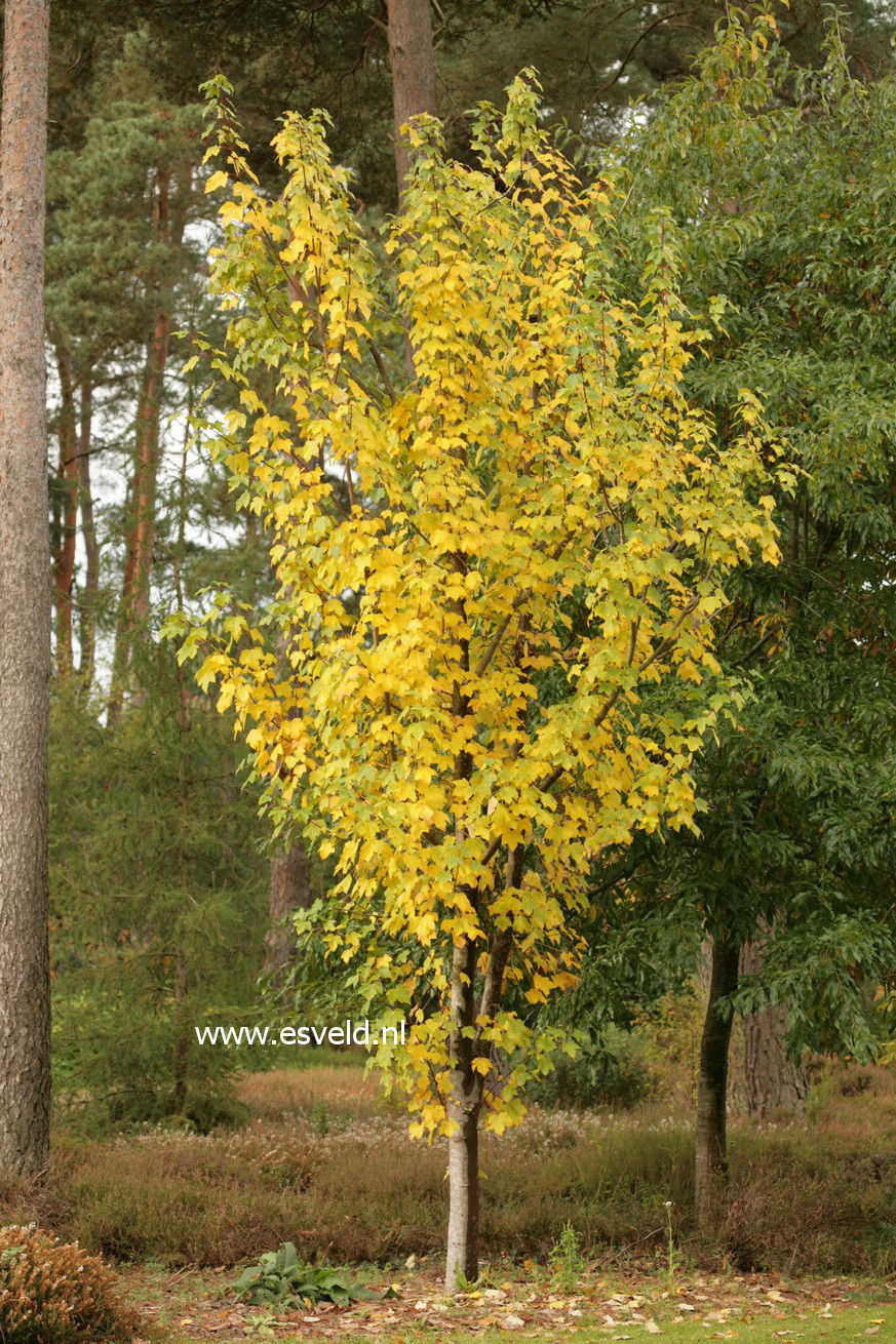 Acer rubrum