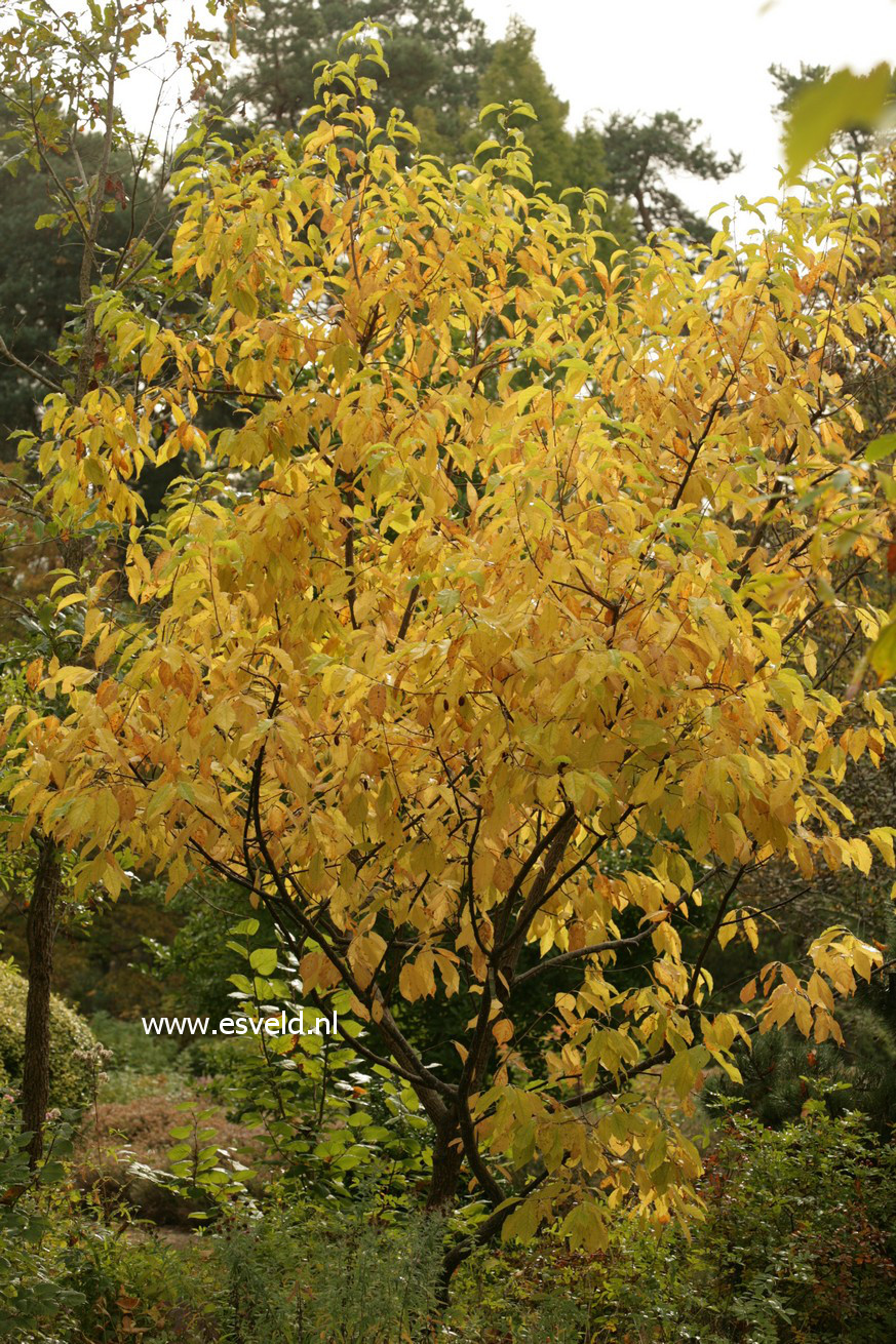 Halesia monticola