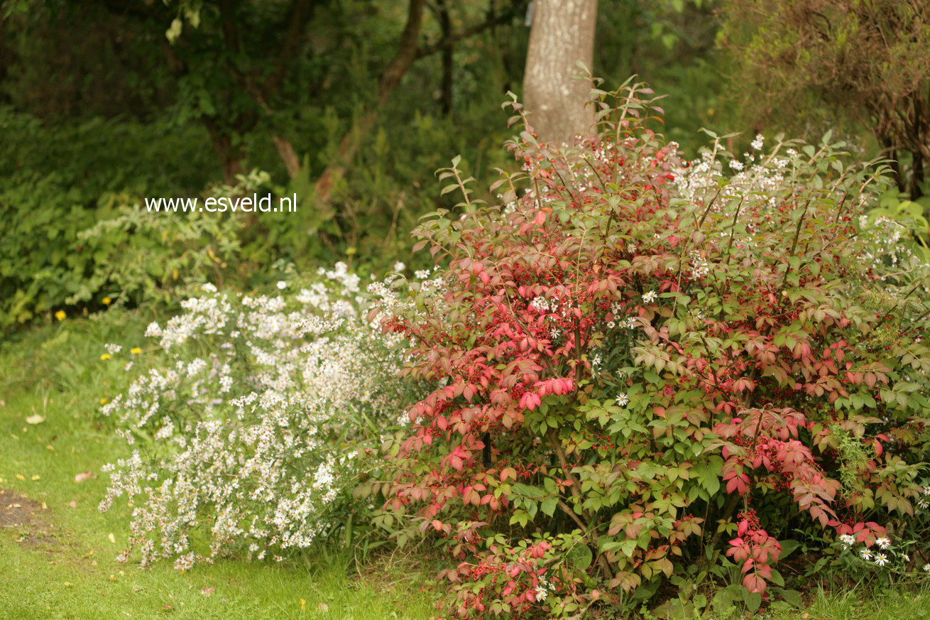 Euonymus alatus