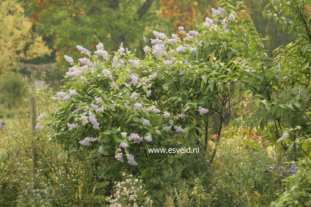 Ceanothus delilianus 'Gloire de Versailles'