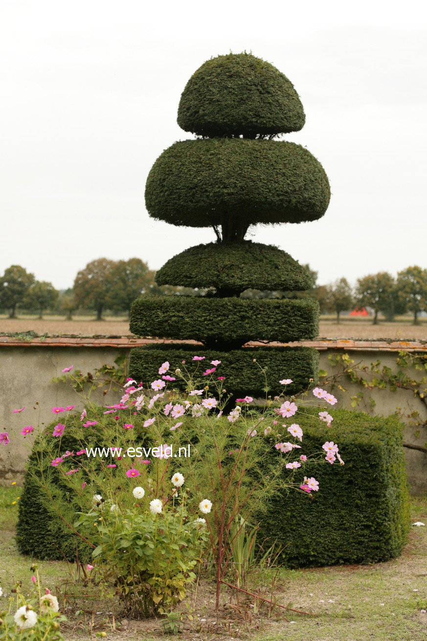 Taxus baccata