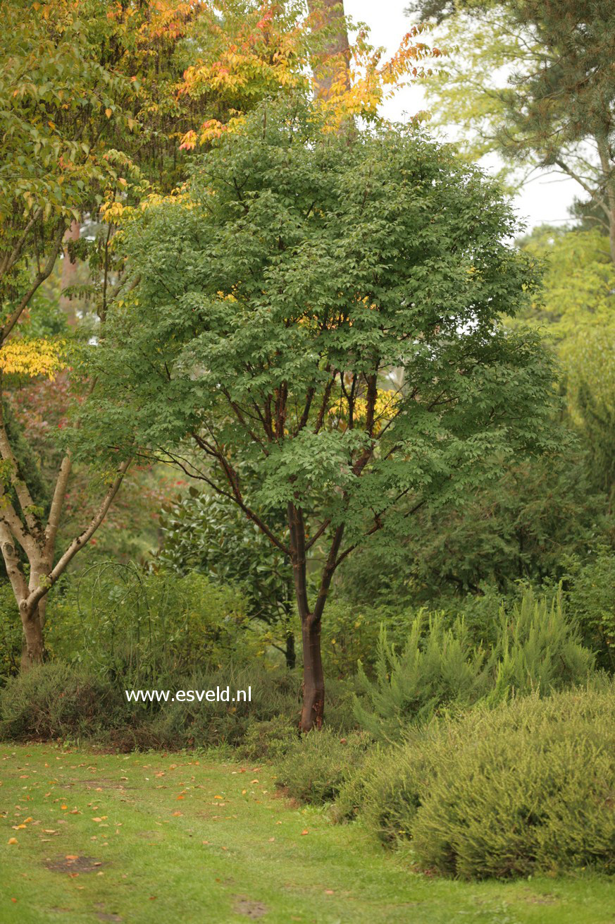 Acer griseum