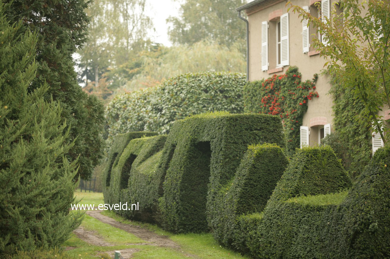 Taxus baccata