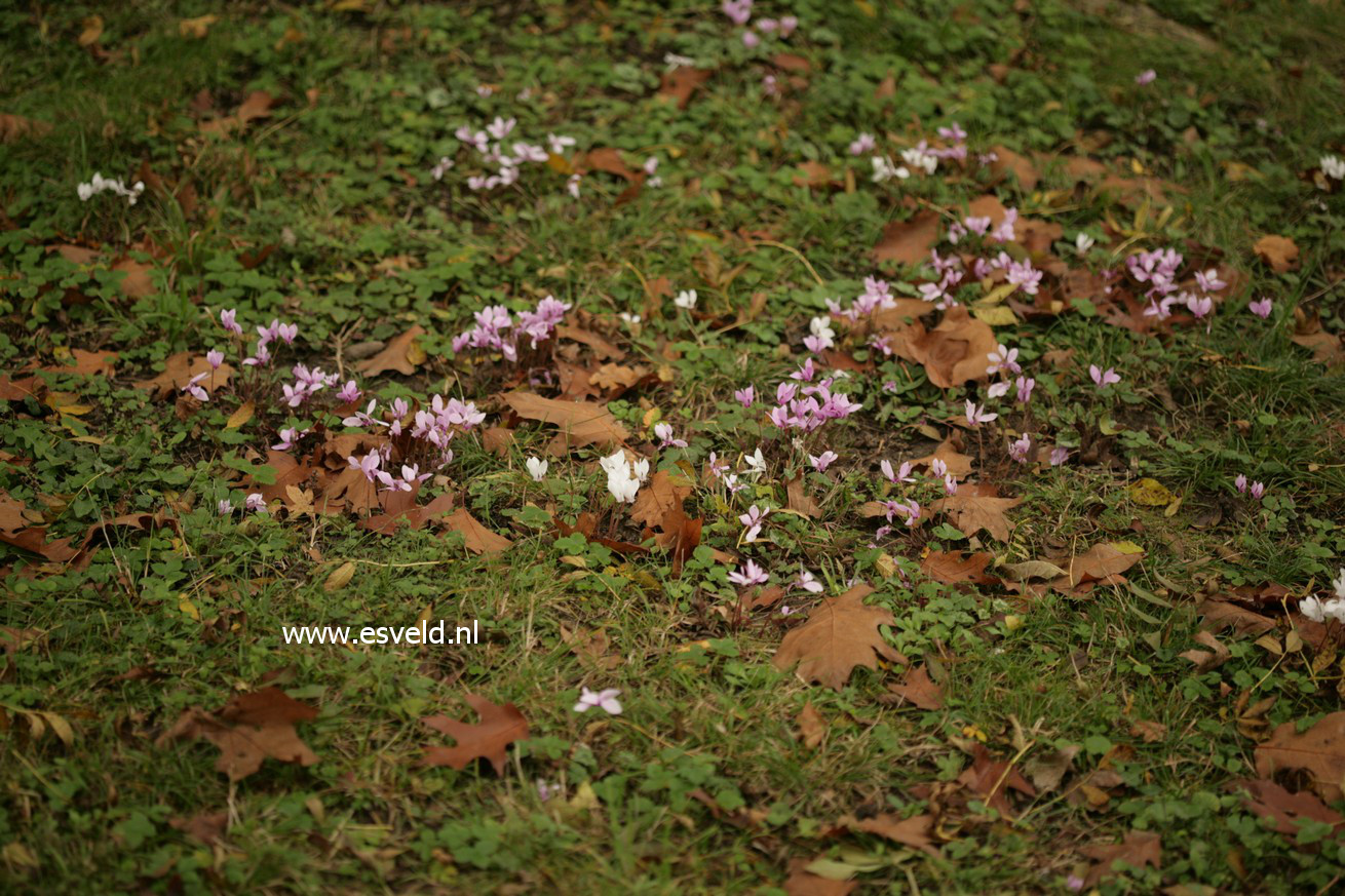 Cyclamen hederifolium