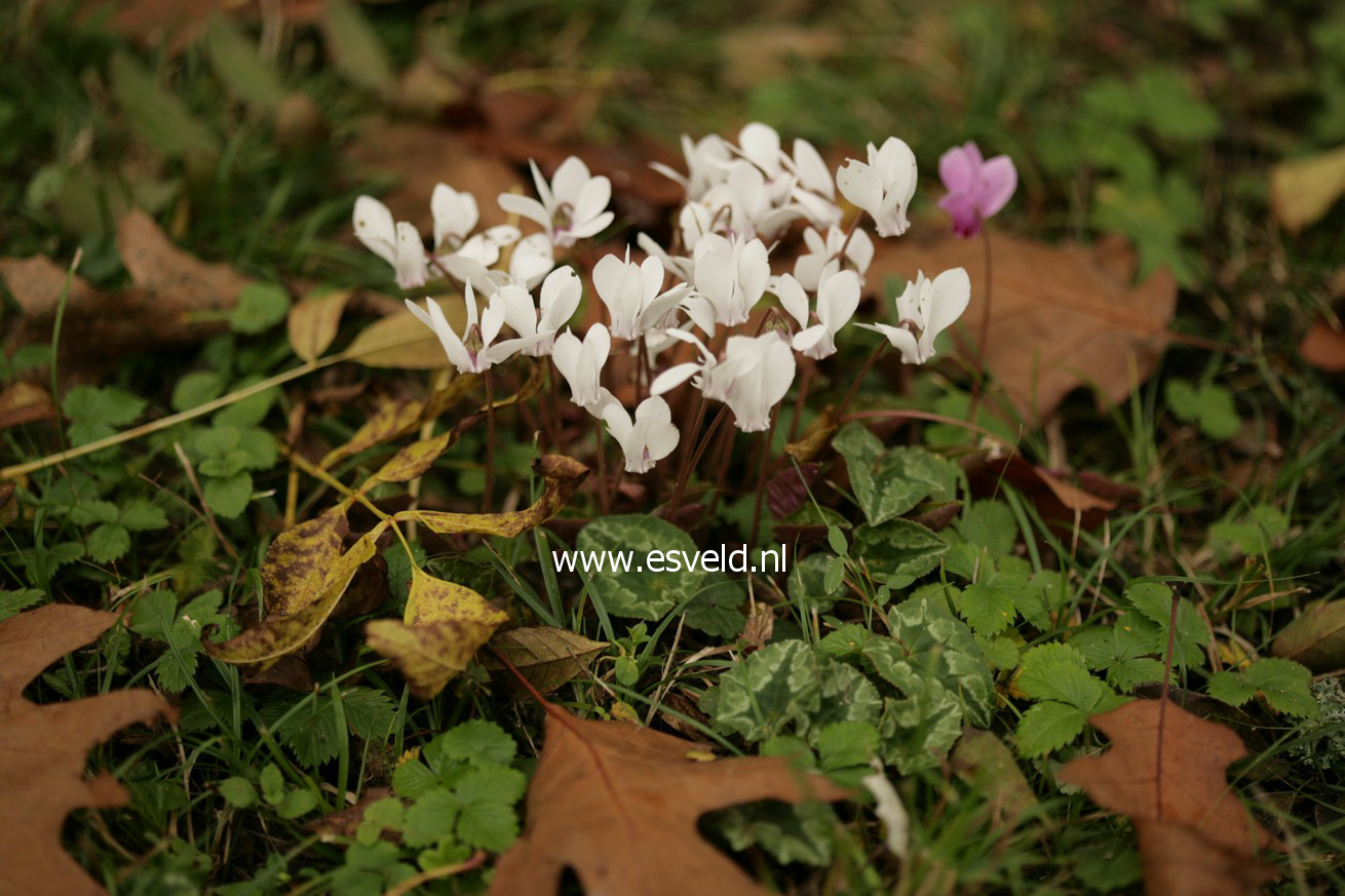 Cyclamen hederifolium