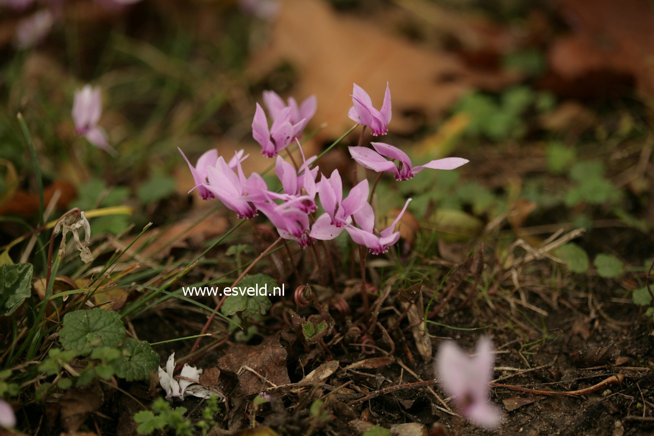 Cyclamen hederifolium