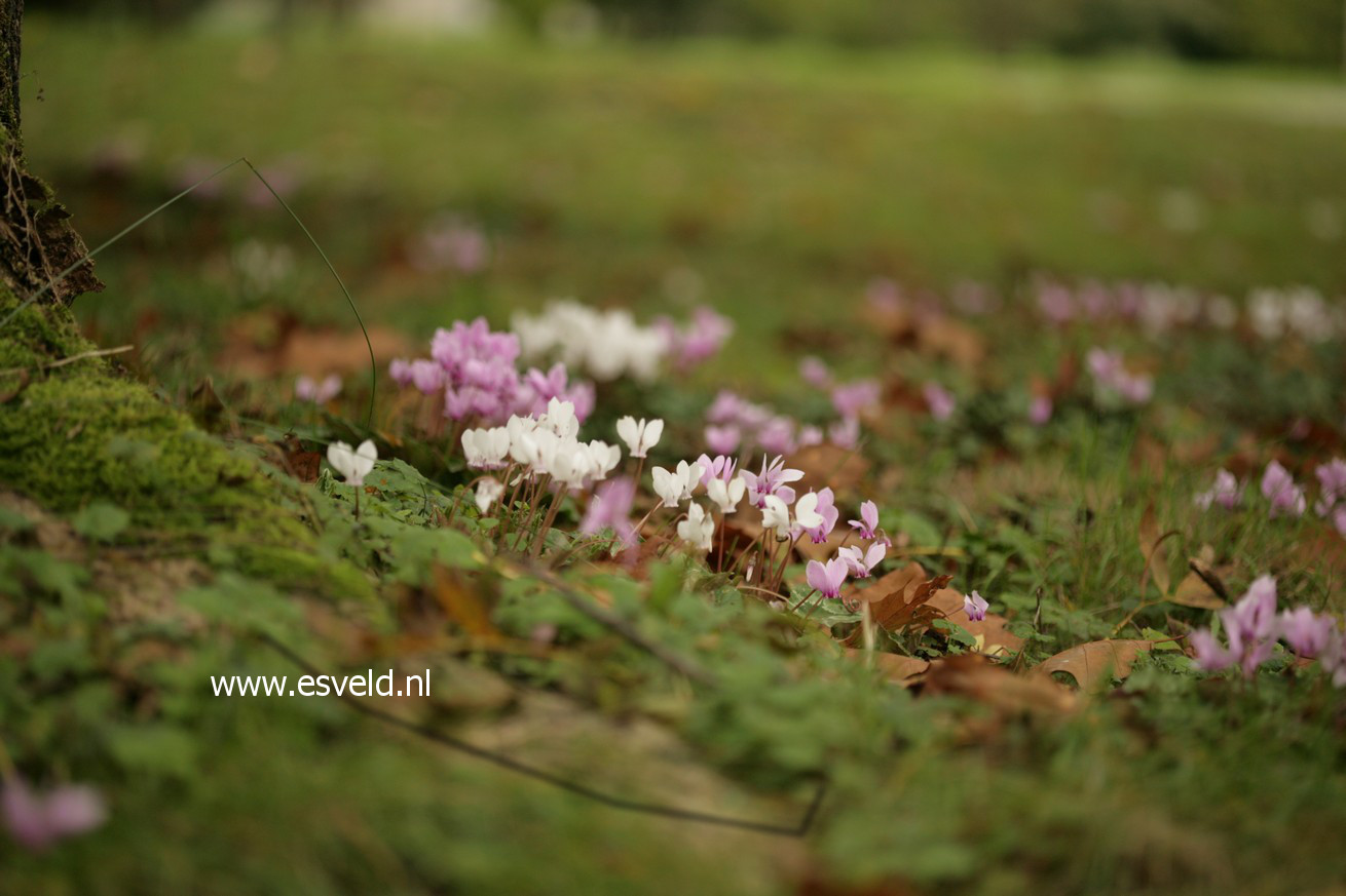 Cyclamen hederifolium