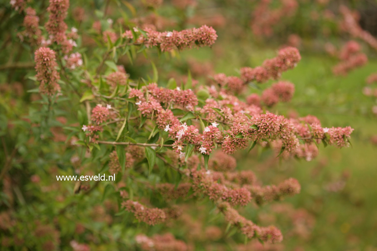 Abelia chinensis