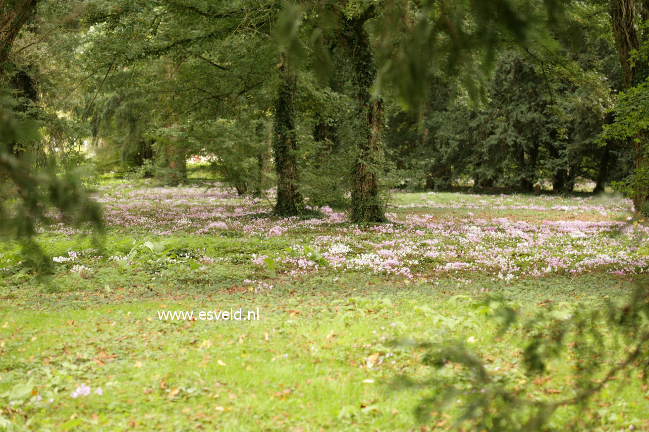 Cyclamen hederifolium