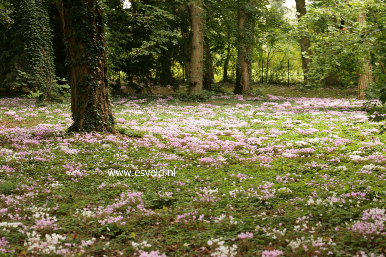 Cyclamen hederifolium