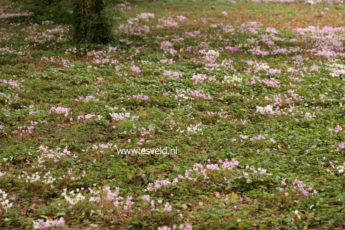 Cyclamen hederifolium