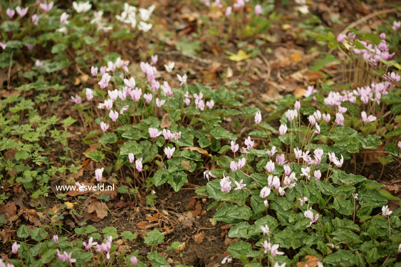 Cyclamen hederifolium