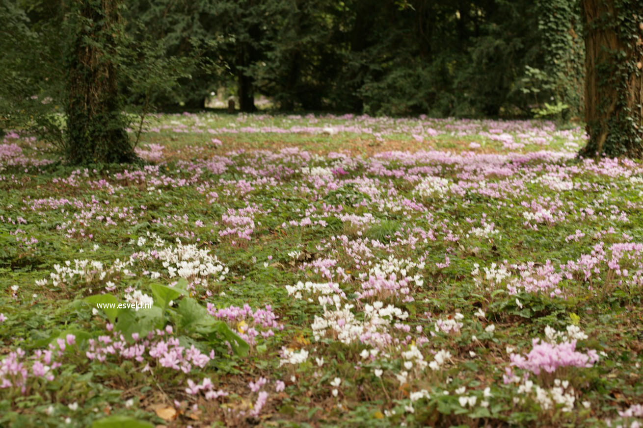 Cyclamen hederifolium