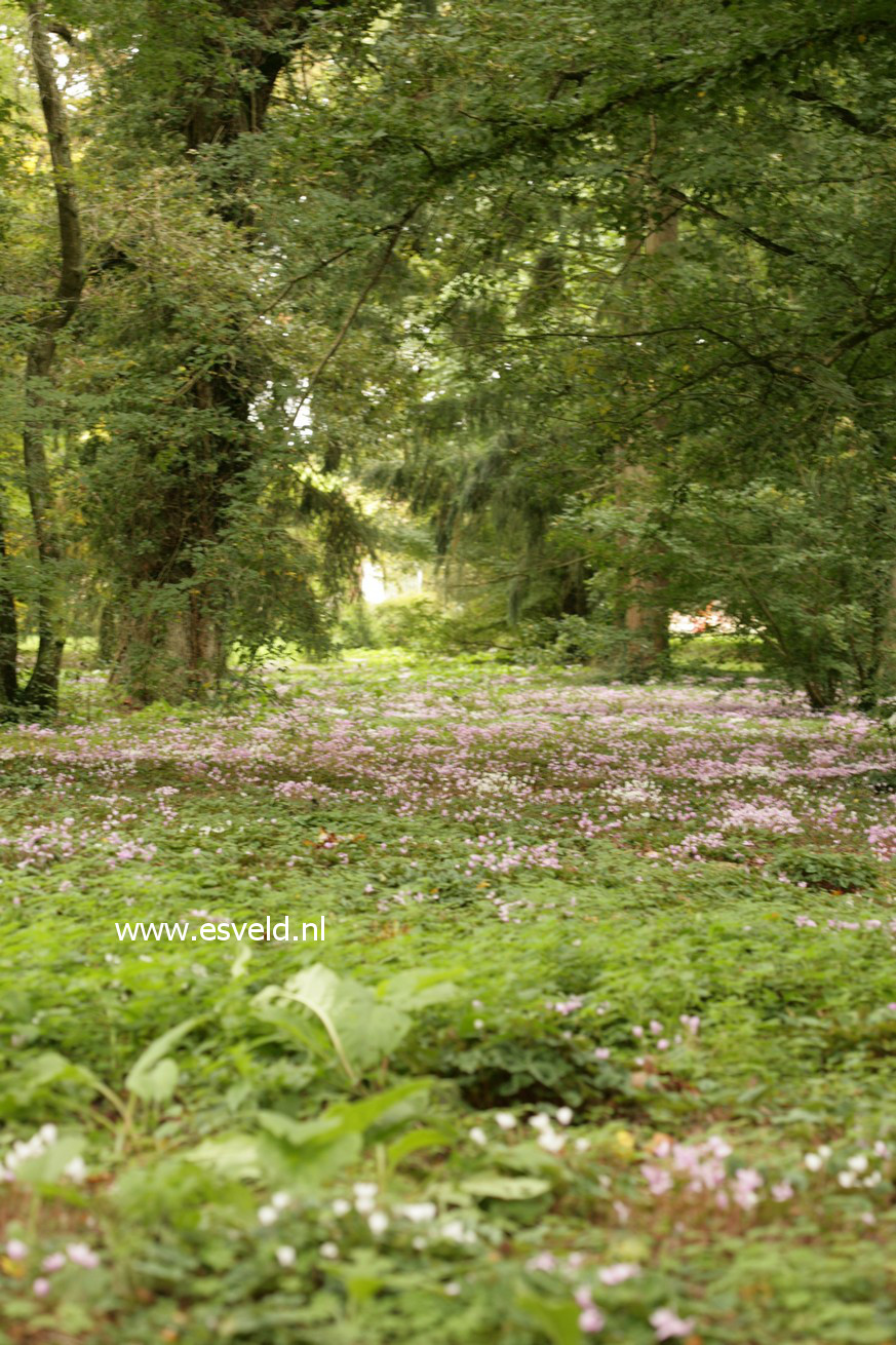 Cyclamen hederifolium