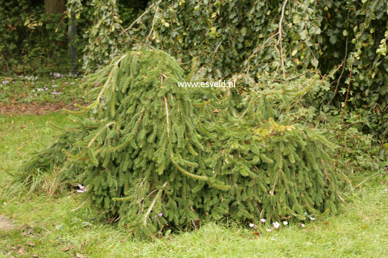 Picea abies 'Inversa'