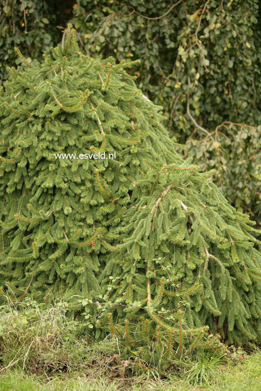 Picea abies 'Inversa'