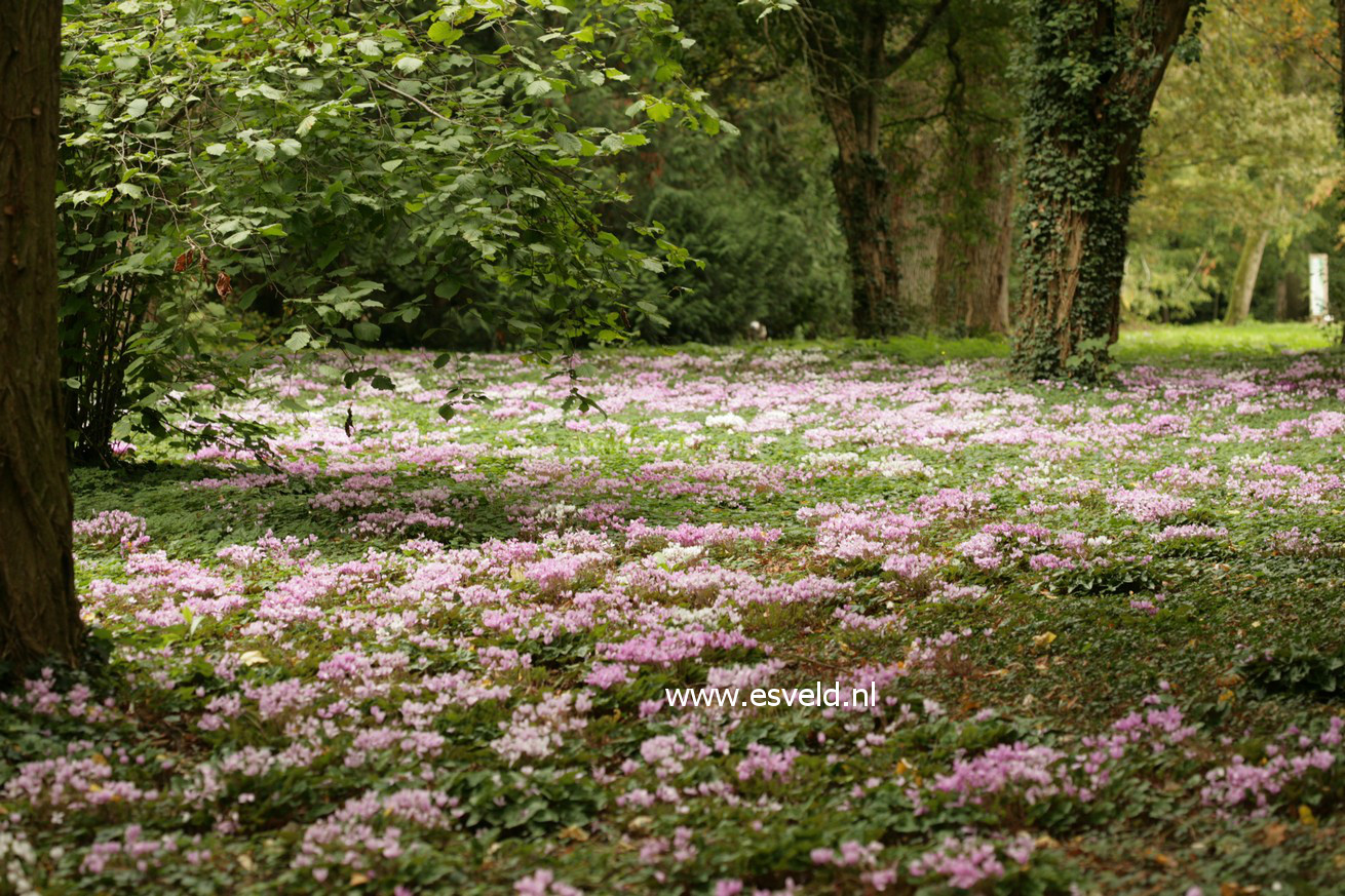 Cyclamen hederifolium