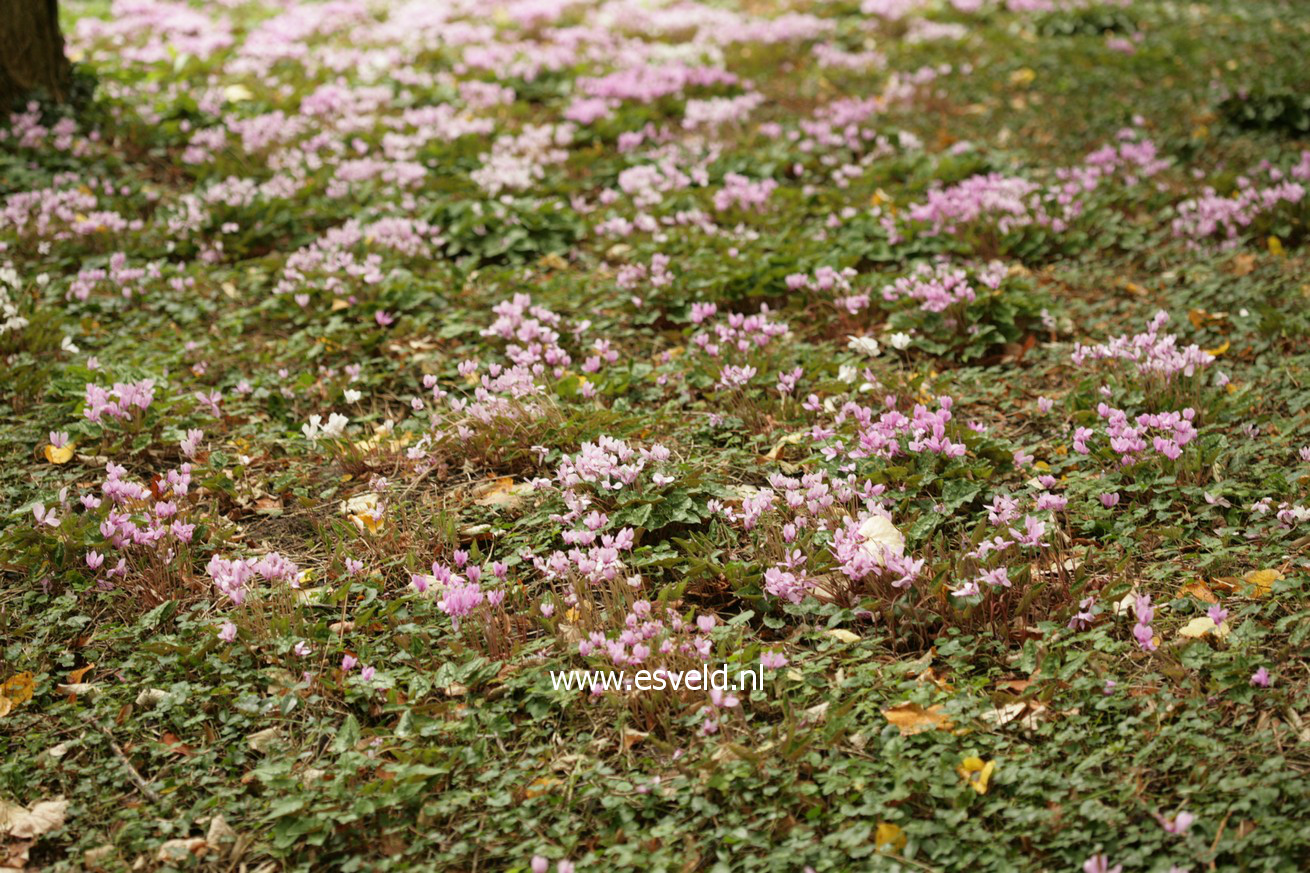 Cyclamen hederifolium