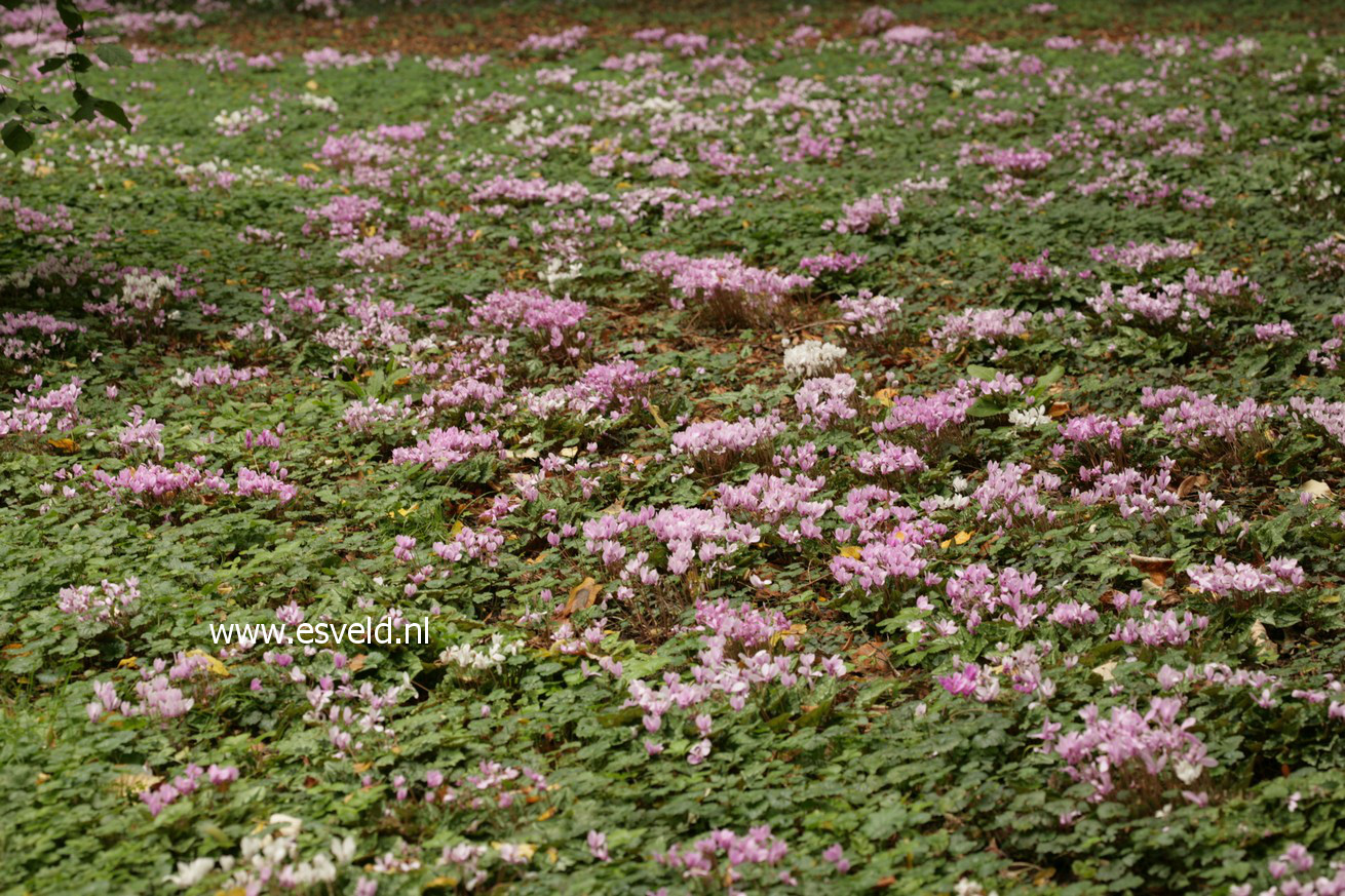 Cyclamen hederifolium