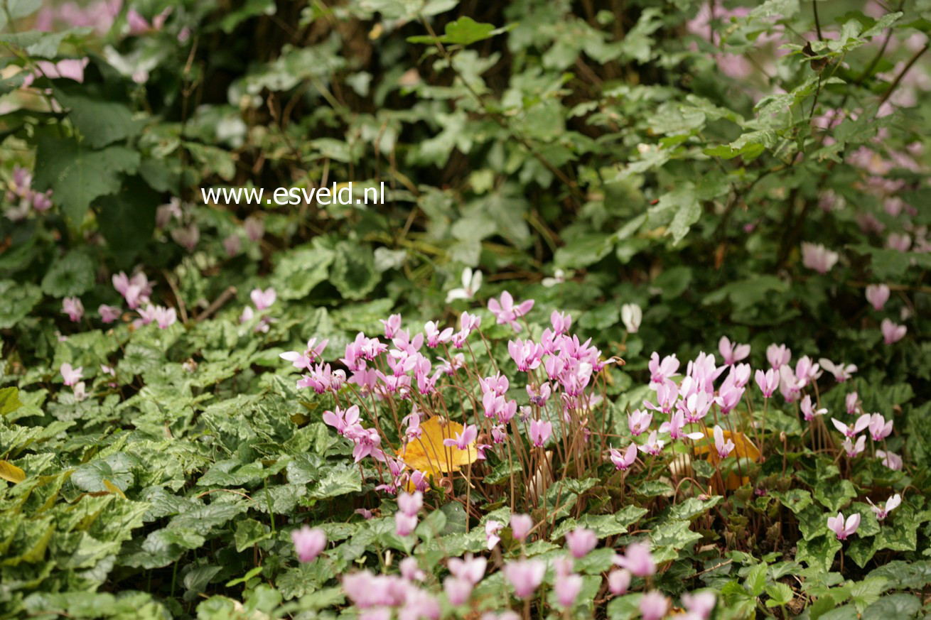 Cyclamen hederifolium