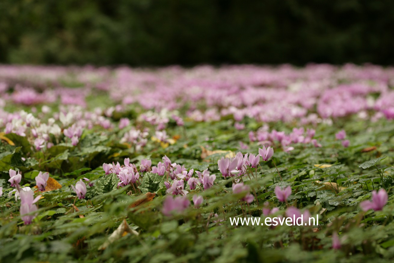 Cyclamen hederifolium