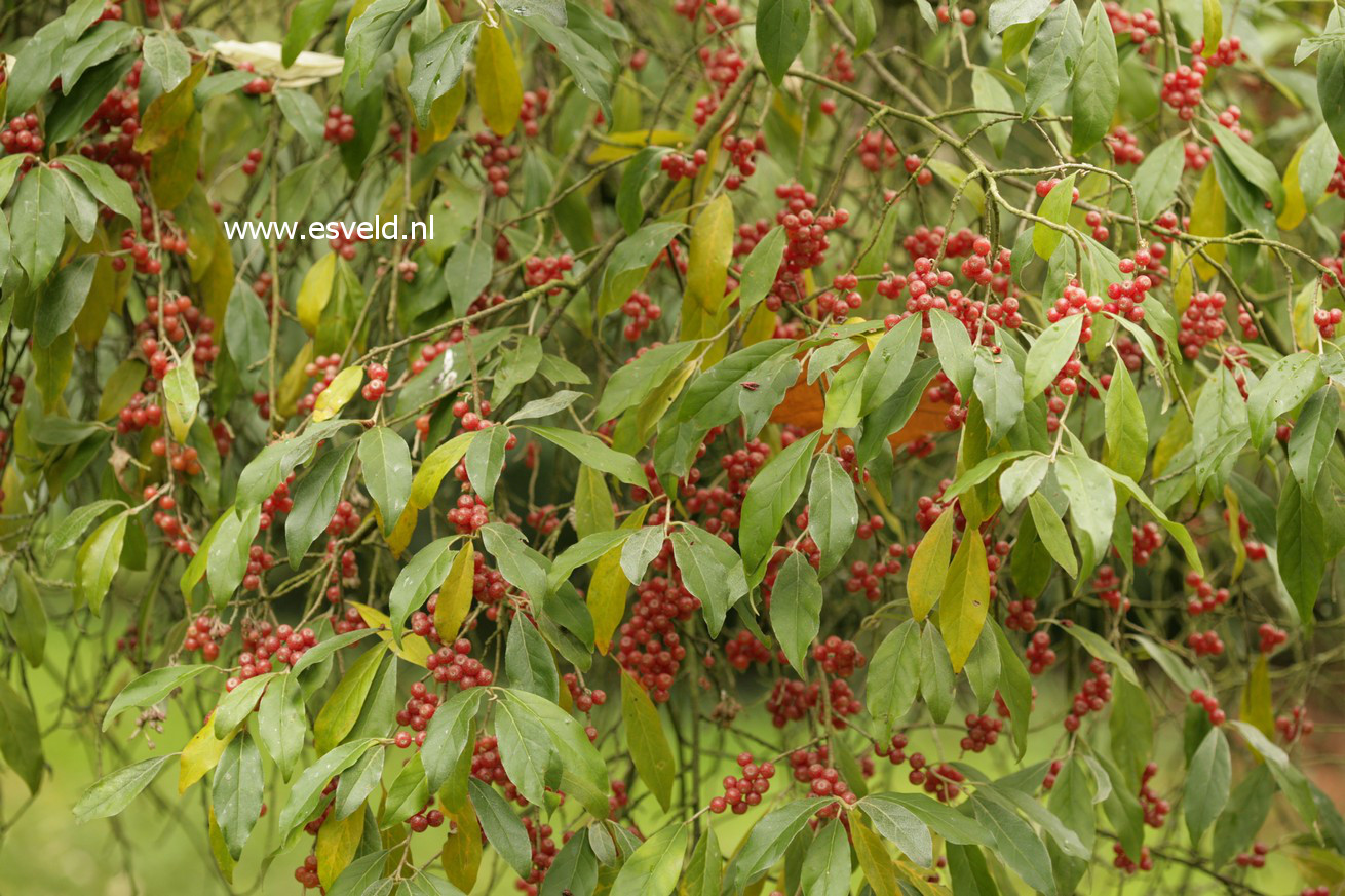 Elaeagnus umbellata