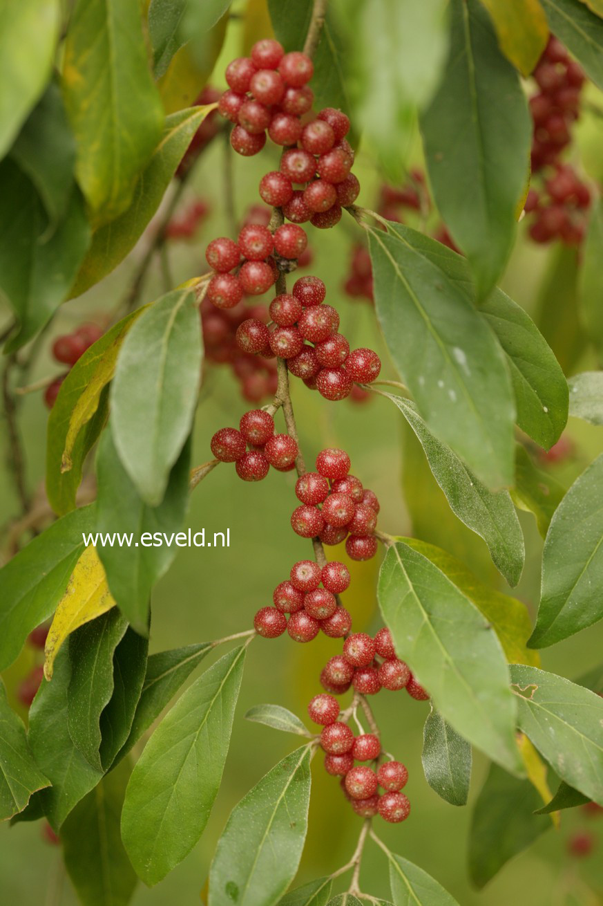 Elaeagnus umbellata