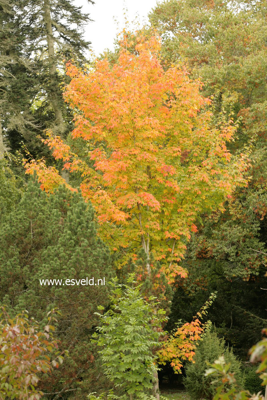 Acer saccharum