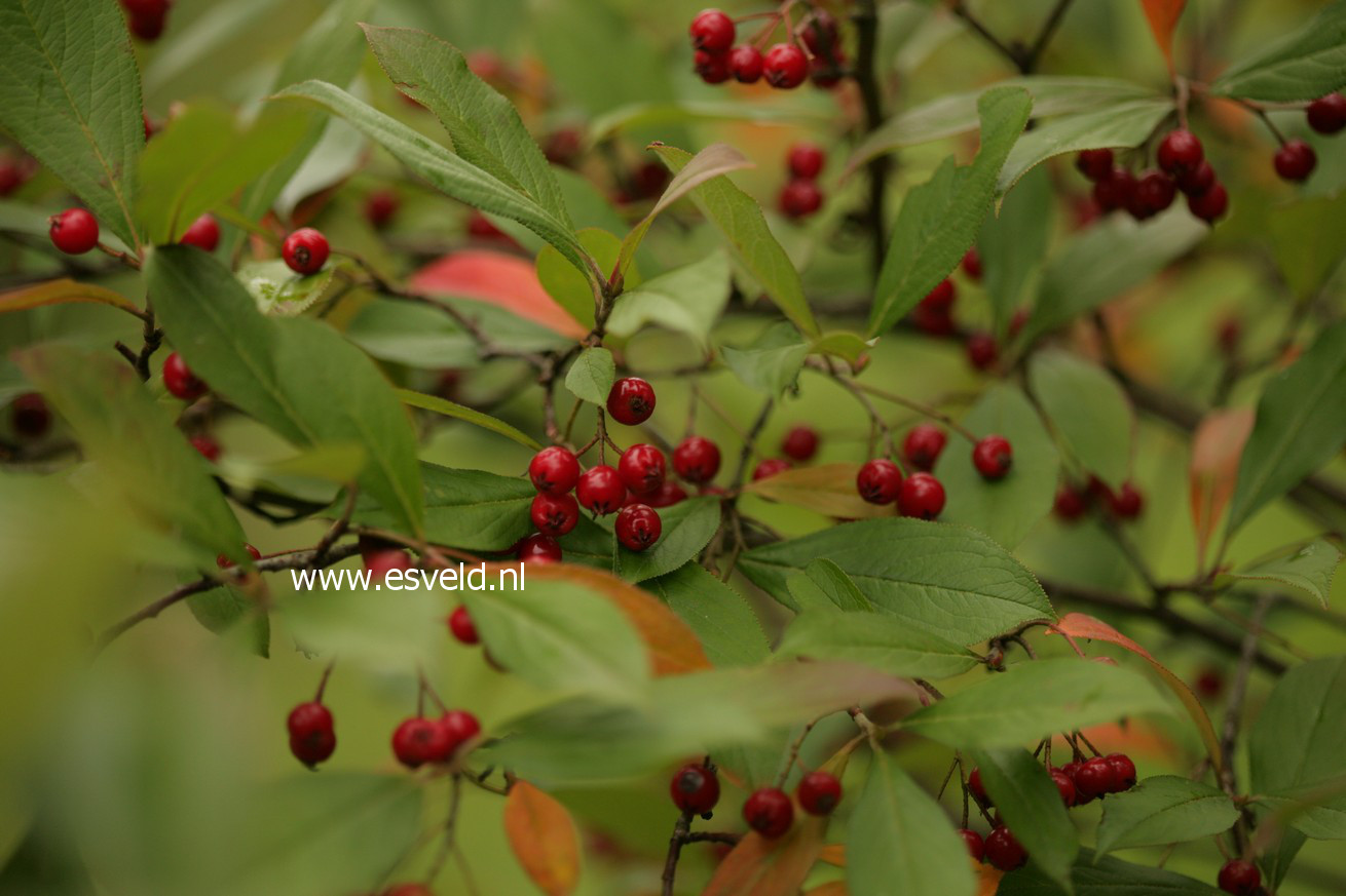 Aronia arbutifolia