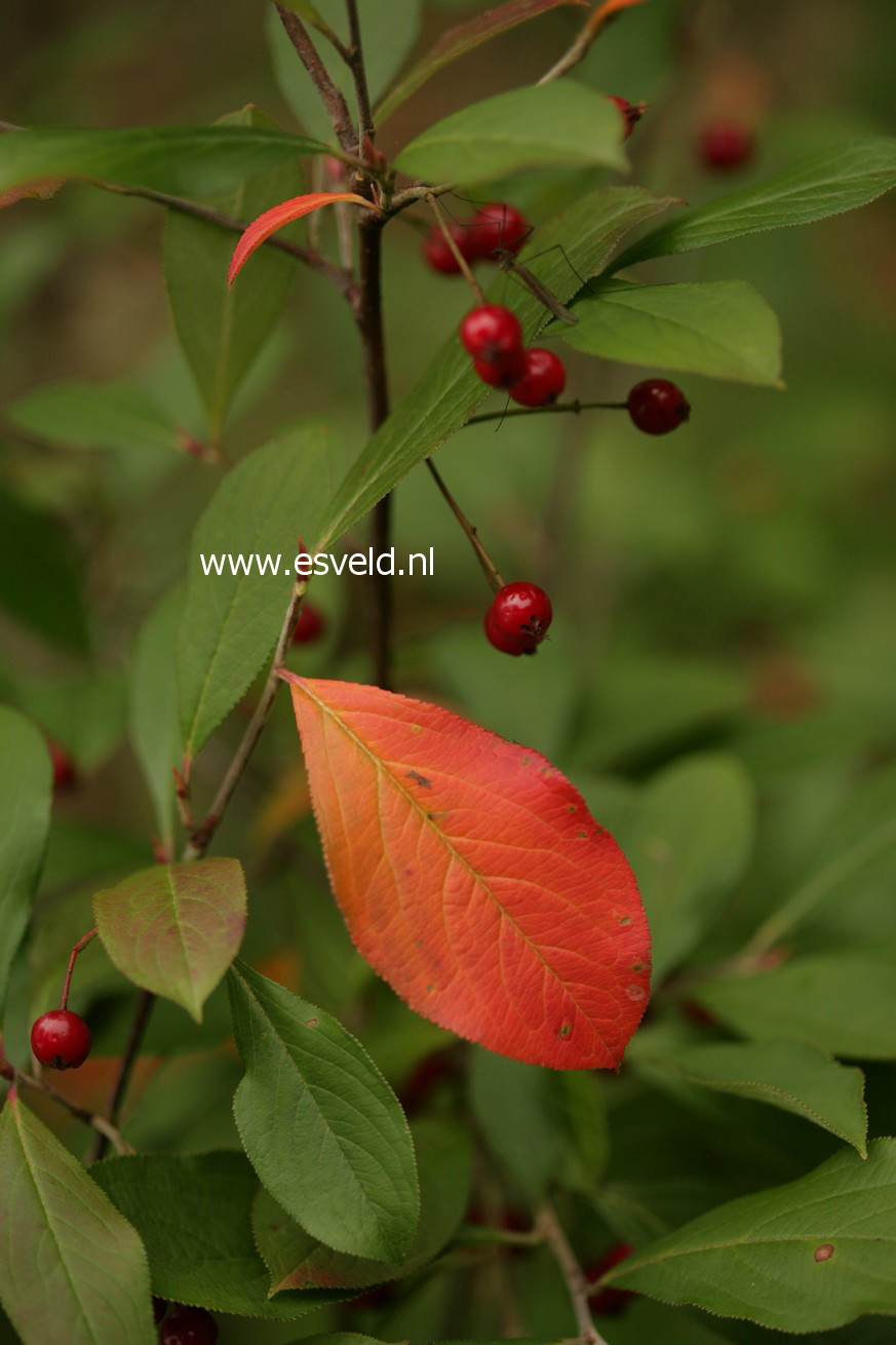 Aronia arbutifolia