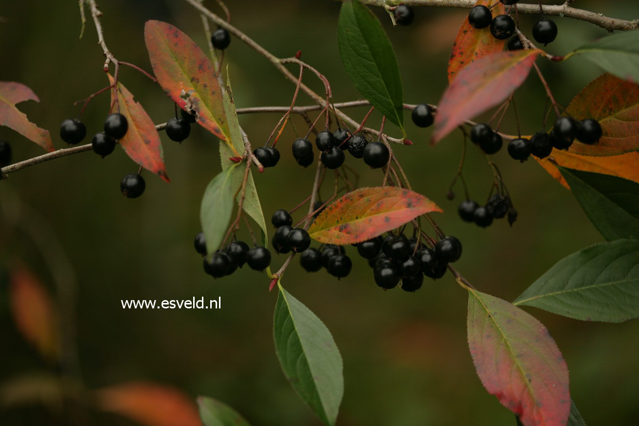 Aronia melanocarpa