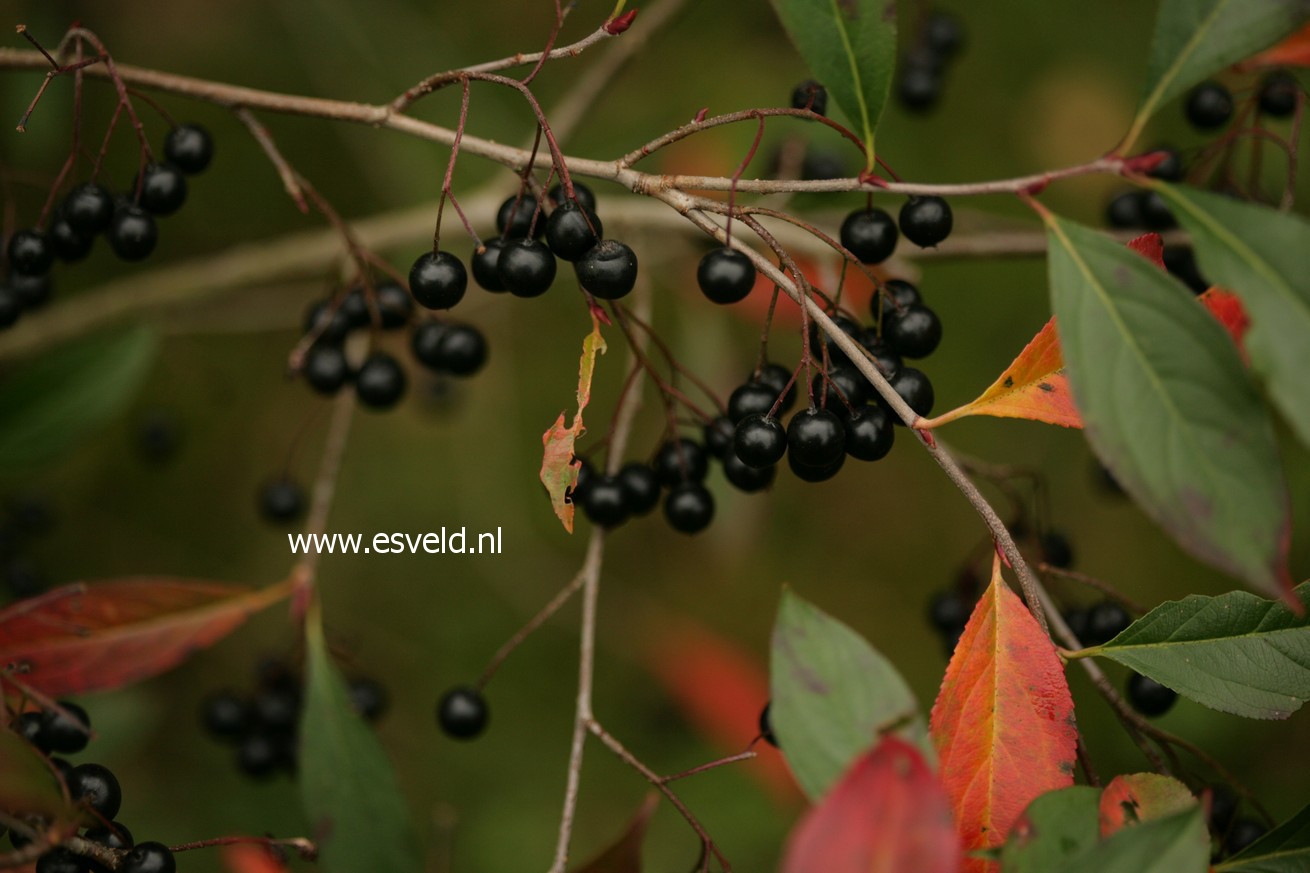 Aronia melanocarpa