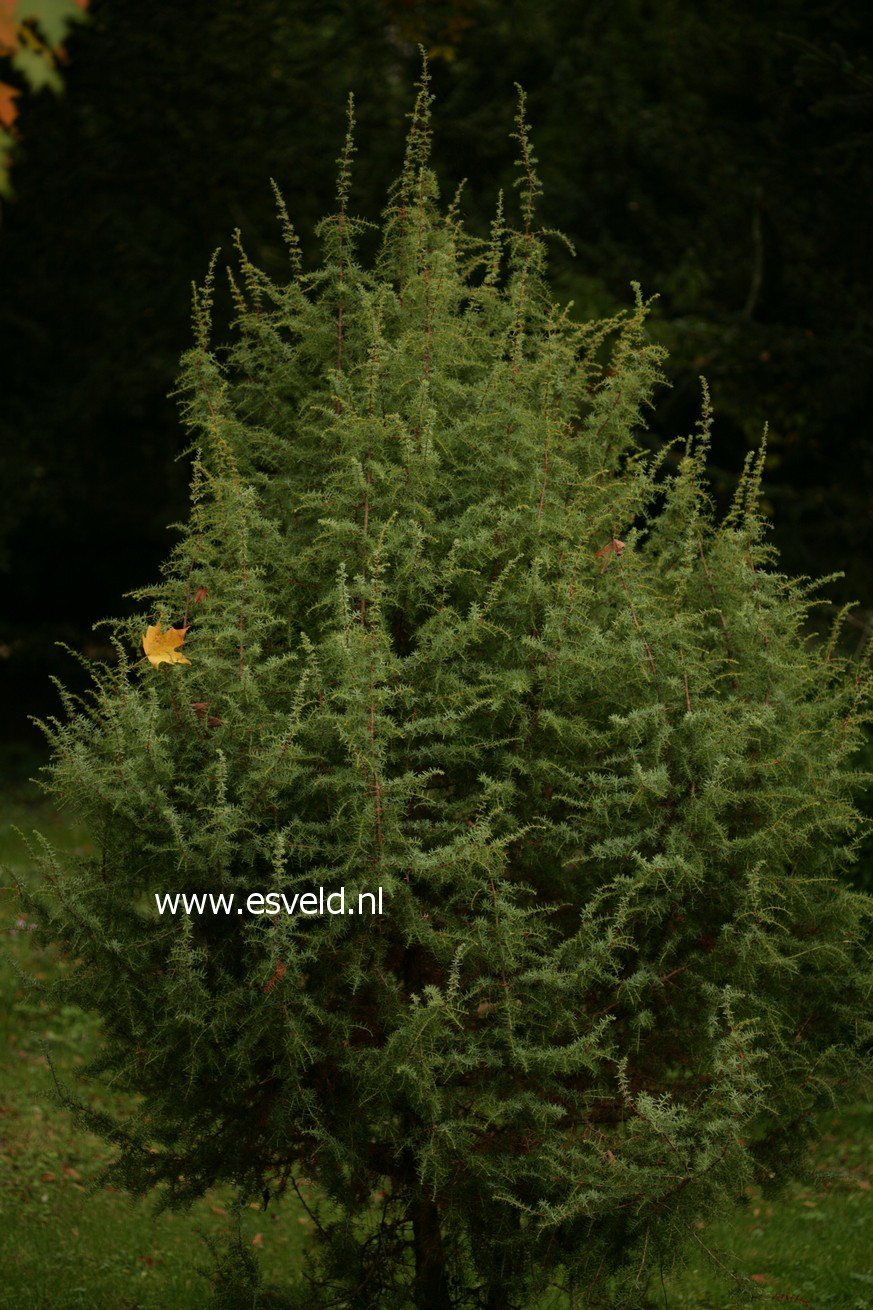 Plantentuin Esveld