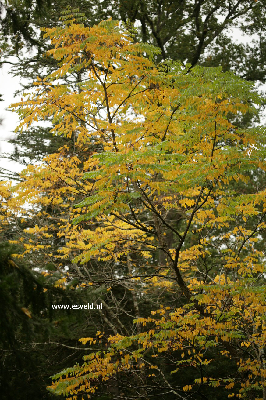 Gymnocladus dioica