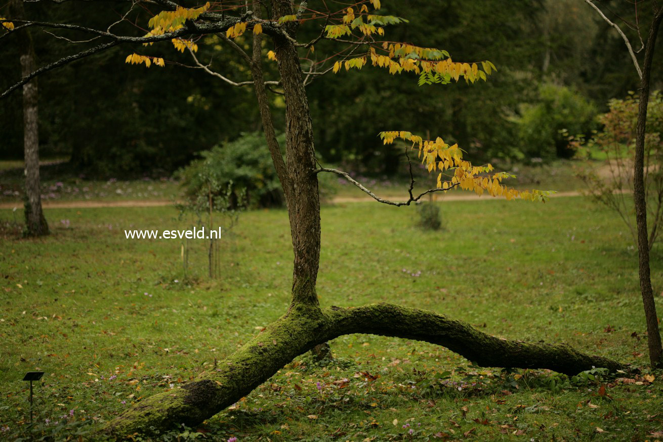 Gymnocladus dioica