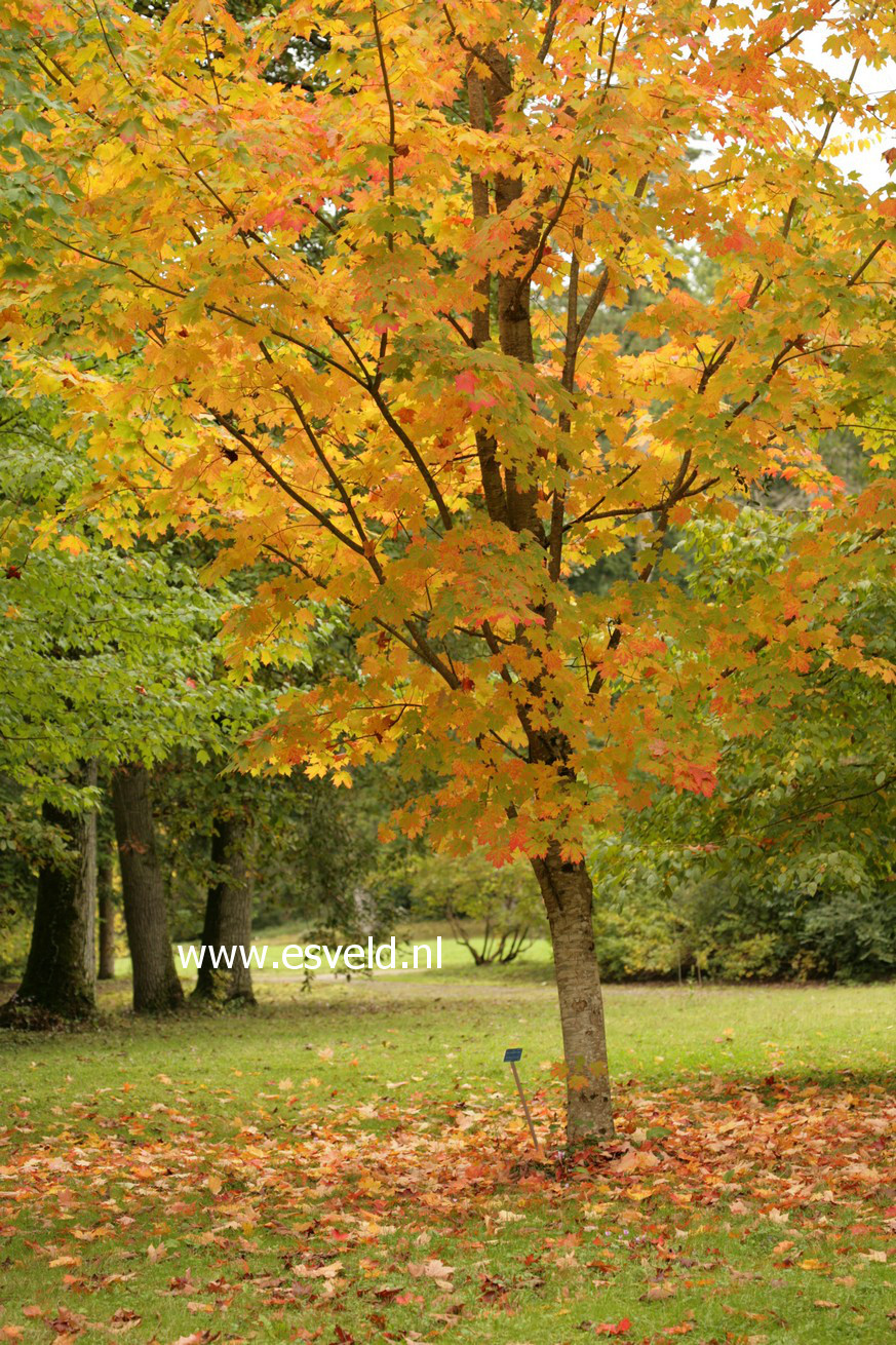 Acer saccharum