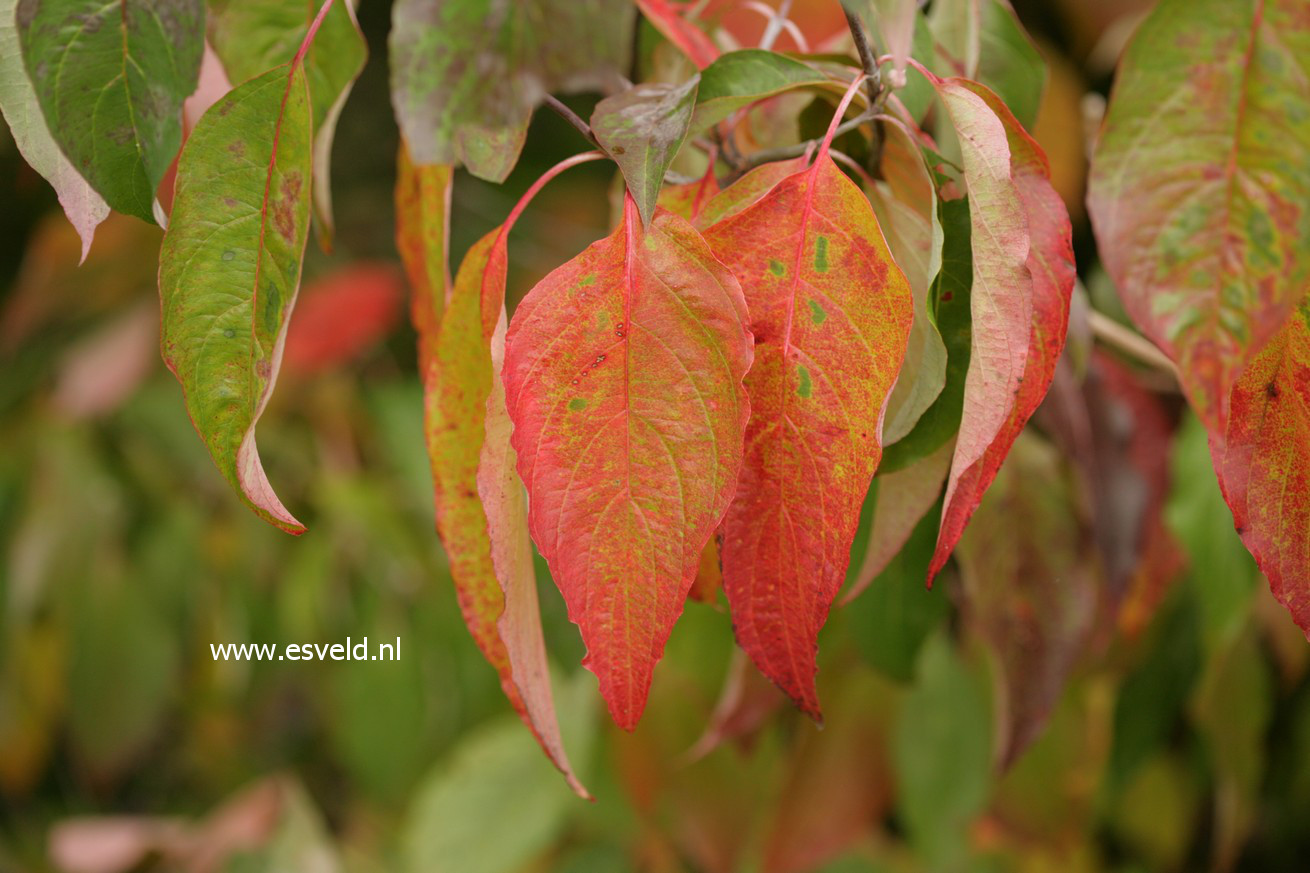 Cornus florida