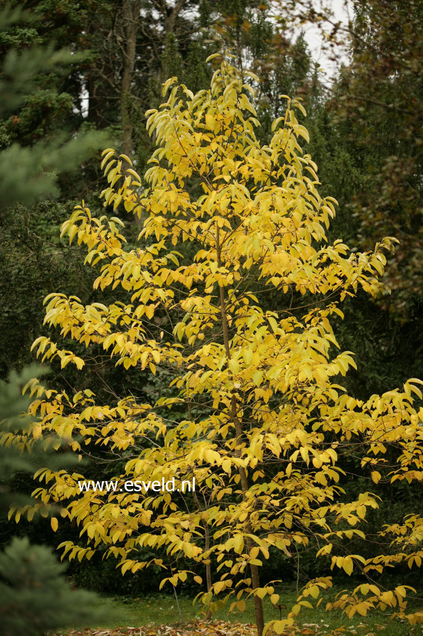 Diospyros virginiana