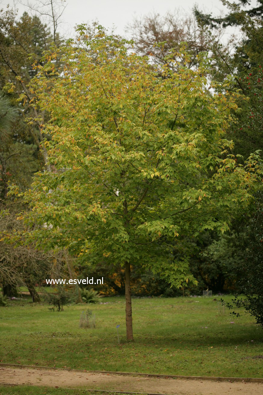 Acer negundo ssp. californicum