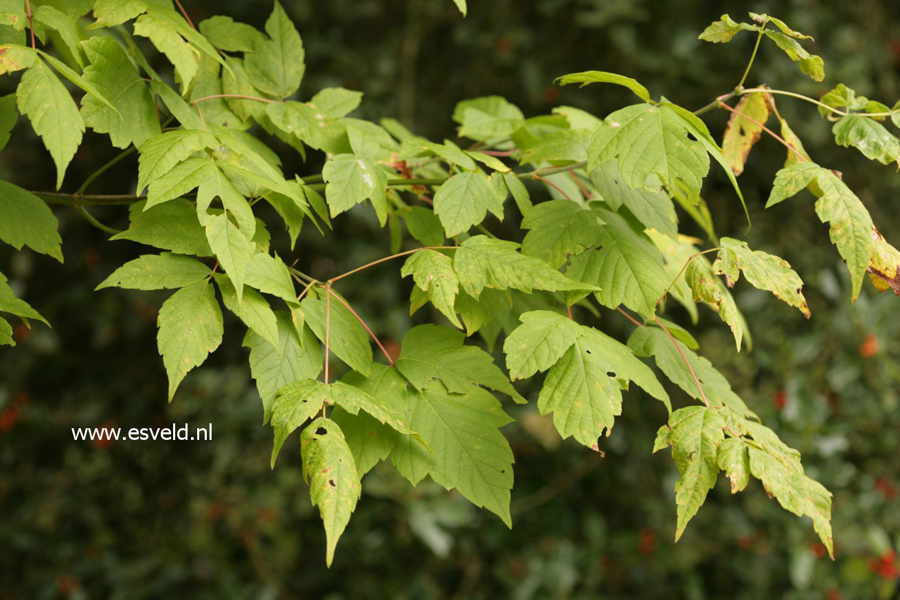 Acer negundo ssp. californicum