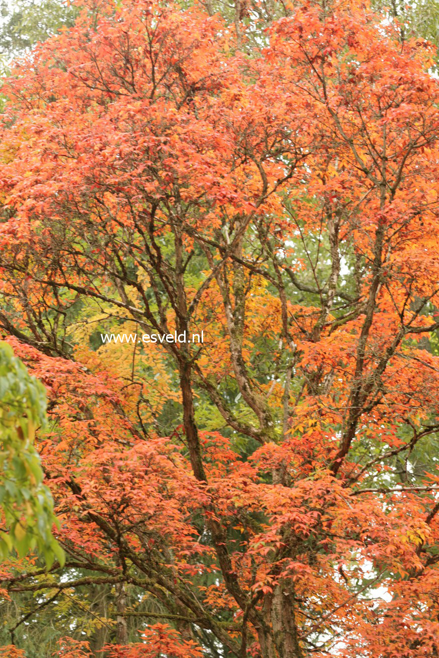 Acer triflorum